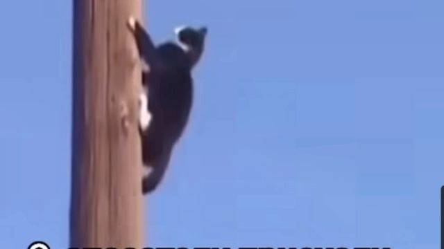 кот хулиган