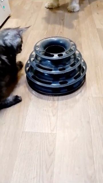 Котёнок куно детка.