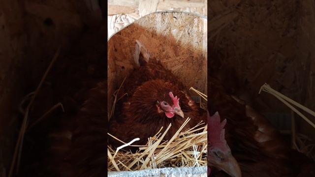 Сегодня у меня появилась курица наседка, в начале апреля ждём цыплят 🐣 #деревня #яйца #юг #хозяйств