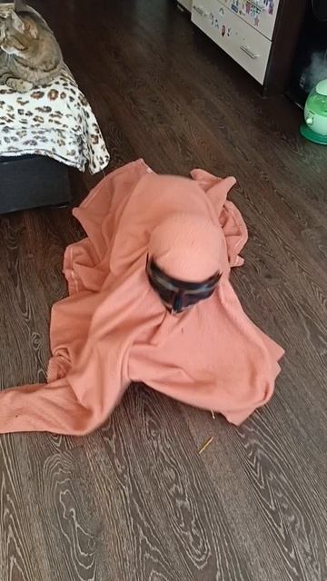 покормил снюсоеда.