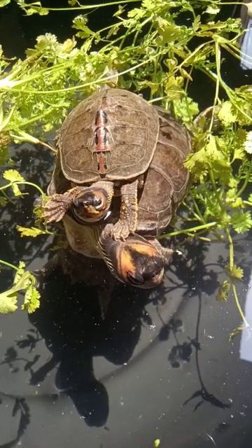 ❤️My Cute Indian Roofed Turtle Babies 🐢#shorts