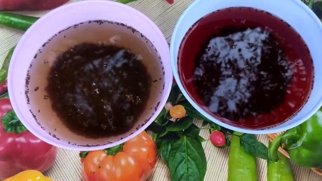 МОРКОВЬ взойдет на четвертый день  !