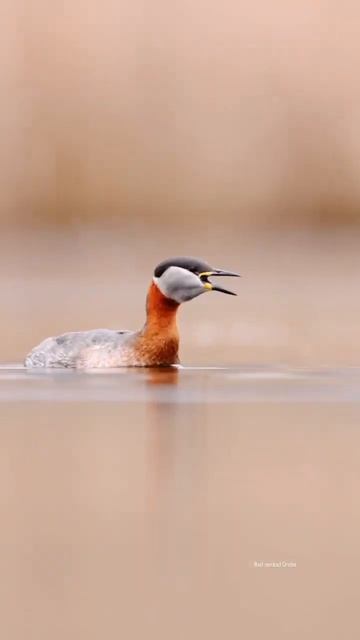 Come join me in my floating hide! #bird #grebe #floatinghide #birdphotography