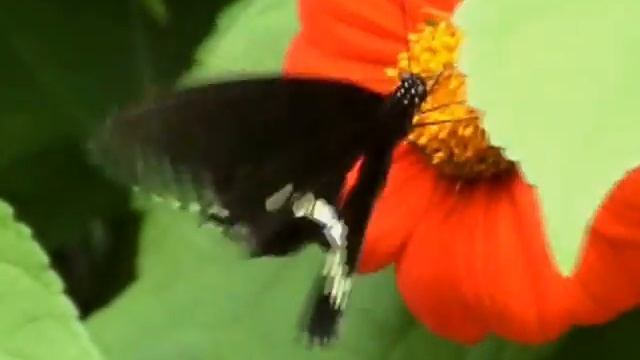 3D Butterfly
