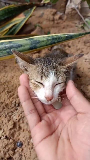 Rescue From Home | Rescue poor dog cat who lives with insects in the dirty garbage dump