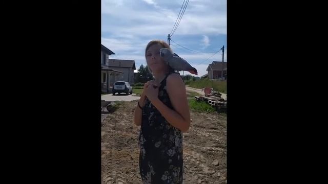 Девушка выгуливает попугая Жако