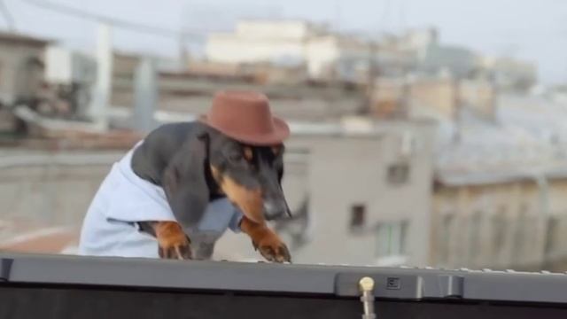 Такса диджей, которая тебя точно зажжет!