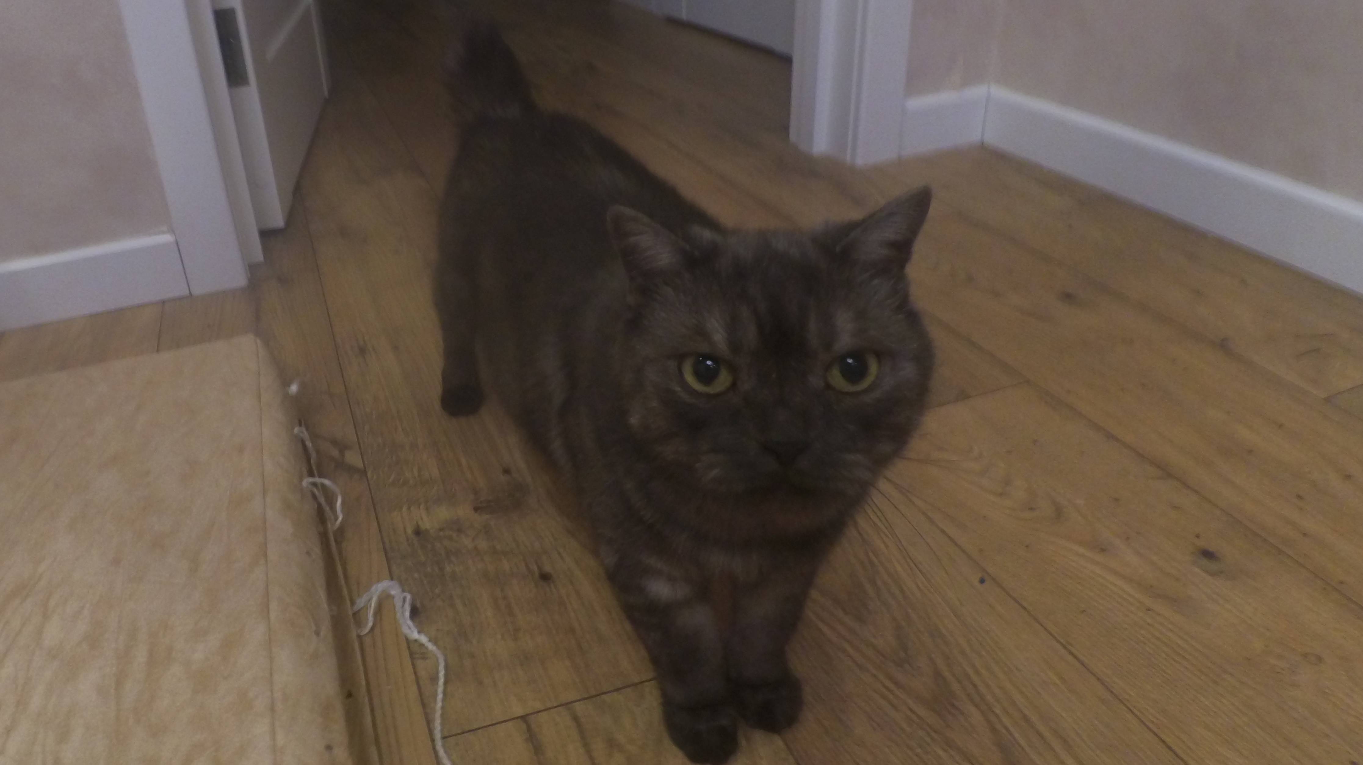 Делаю еду для таба совы 🍱╰(*°▽°*)╯