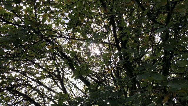 Whitebeam - branches, twigs & leaves - August 2021