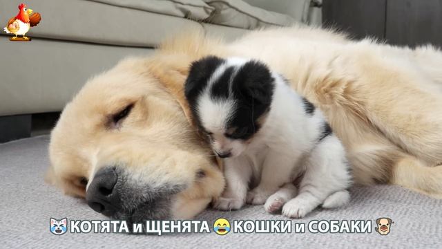 Котята и Щенята 😹 Кошки и Собаки ❣️🥰😂 (11)