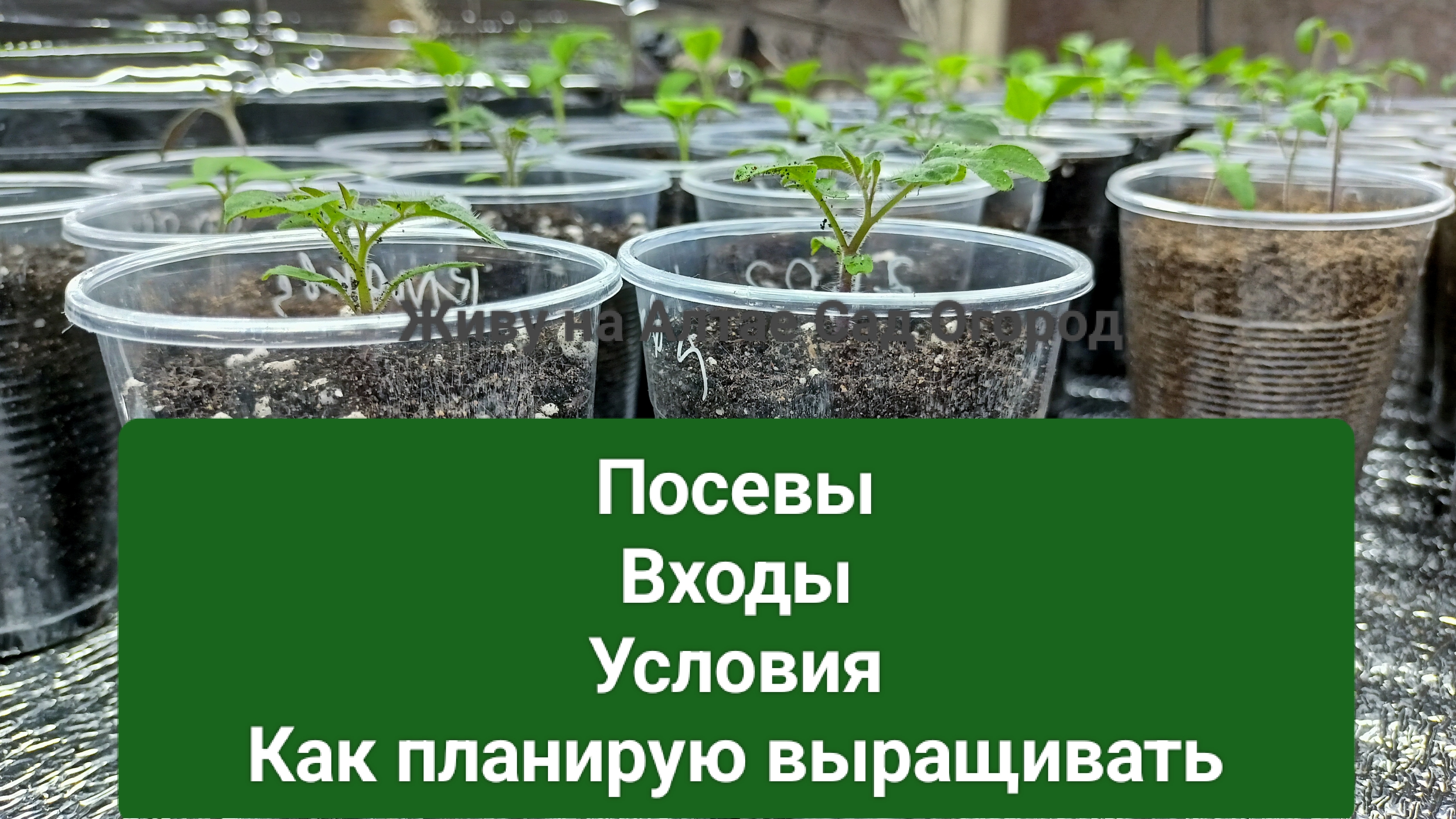 Посевную 2025 начала с томатов. Что буду выращивать на грядках-термосах