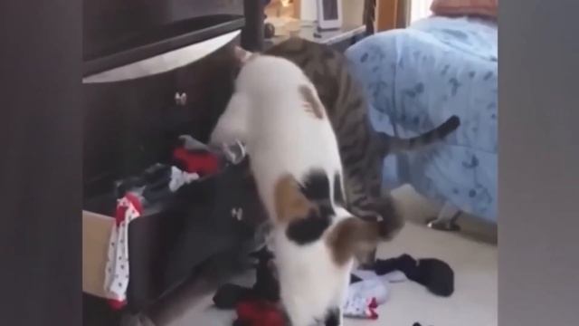 Приколы С Животными 42