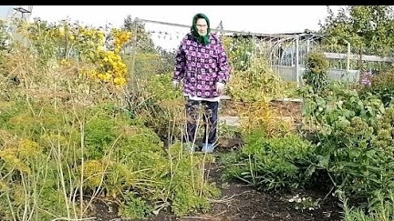 13.09.2024 Готовим дачу & огород к зиме/сентябрь 2024