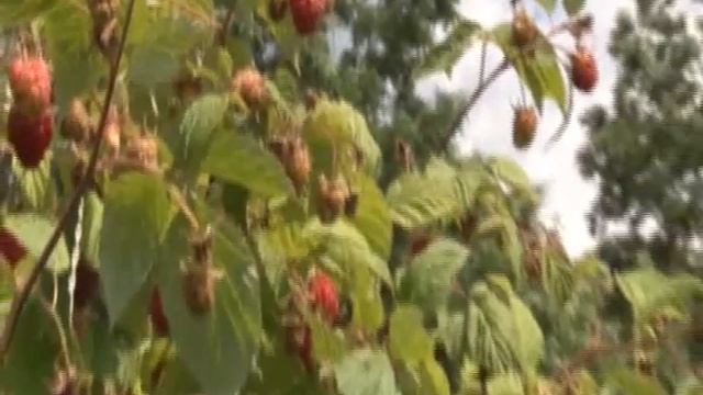 RTV Vranje   Malinari traze sastanak oko dogovora cena maline 04 04 2017