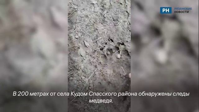 В Спасском районе заметили следы медведя
