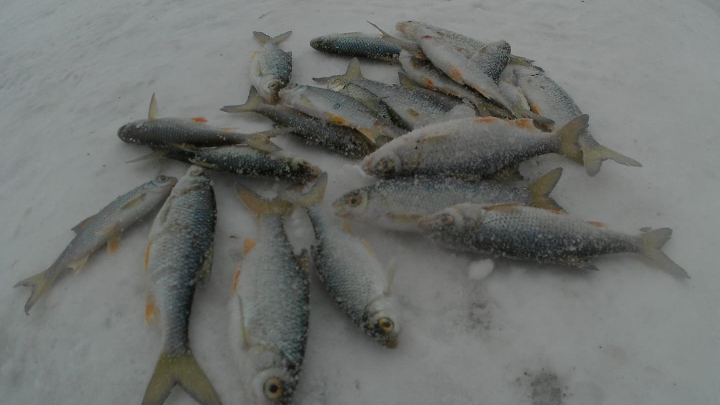 Чебак в глухозимье🐟