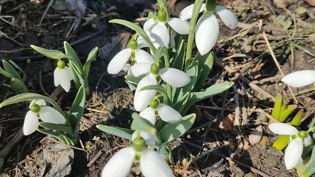 Подснежники и пчелы