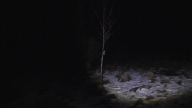 охота на волка 2