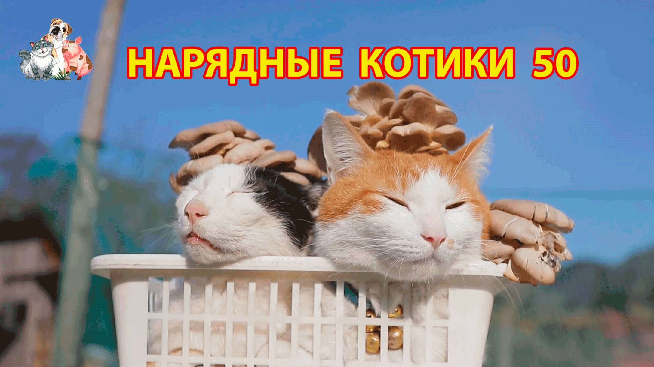 Нарядные Котики расслабляются на солнышке 🌞 🐈🐈🐈 (50)