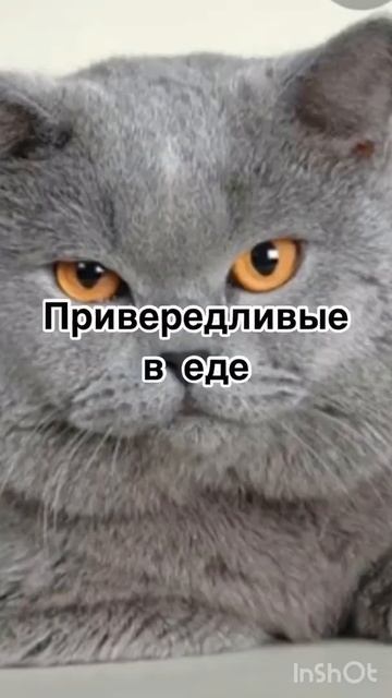 5 причин не заводить Британца🇬🇧