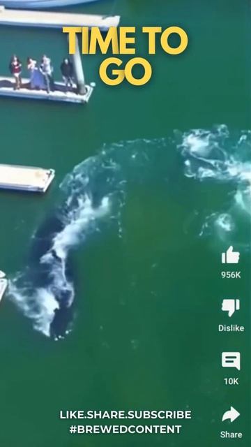 Whale Sighting #shorts #OceanicWonders 🌏🦈#KillerWhaleMagic ✨🐬#seascape