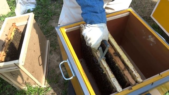 ПЕРЕСАДКА ПЧЕЛОПАКЕТА В УЛЕЙ.Очень просто! (Transplant purchased bee colony Karnika to the hive.)