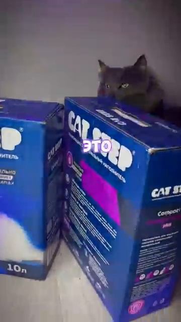 УБОРКА ЛОТКА! #cats#top
