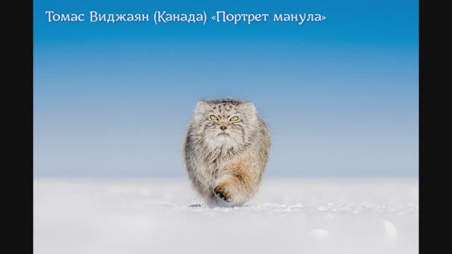 Об итогах фотоконкурса «Золотая черепаха 2022» Архив.