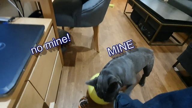French Bulldog and his Big Balls!