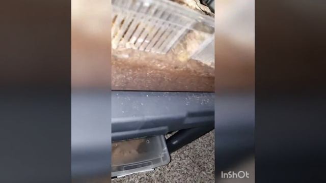Tong feeding my Heterometrus spinifer (Asian Forest scorpion) 🖤🖤🦂🖤🖤