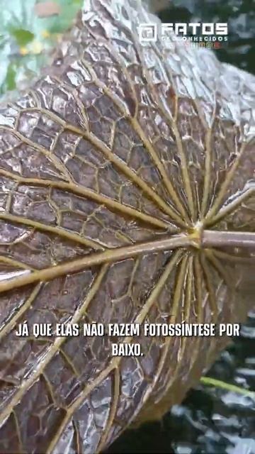 Conheça uma planta aquática! #Shorts