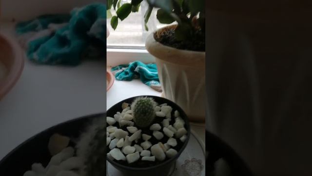 11-03-2025 цветы