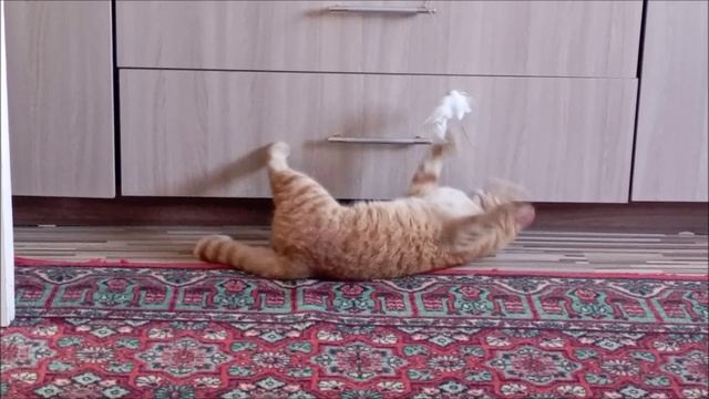 Кот. Фокс