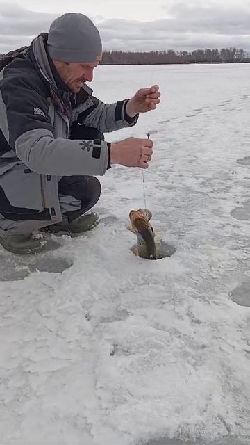 проверка жерлиц