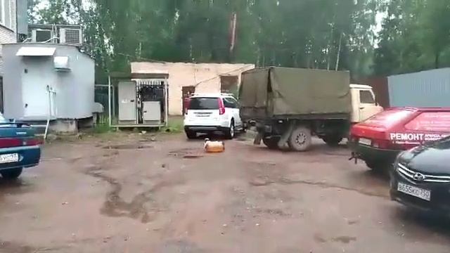 Оглушило собаку..mp4