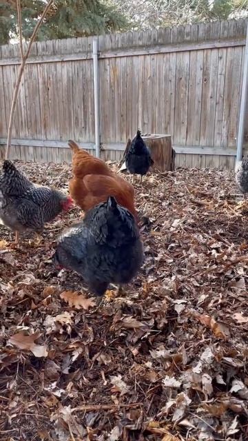 Chickens scratching 2 #backyardchickens