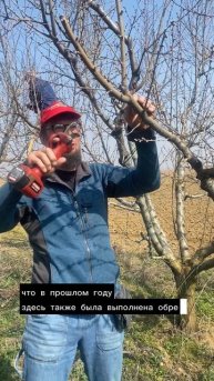 Обрезаем на пенек плодовые деревья чтобы не испортились ветви