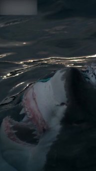 Улыбка руту....ой,белой акулы.