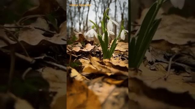 Марина Александрова - Привет, весна