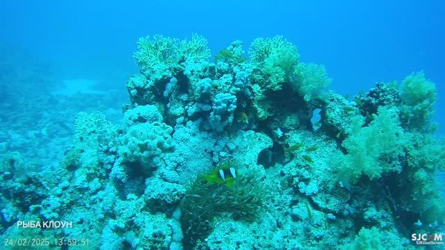Дайвинг в Красном море 02.2025