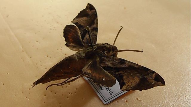 БРАЖНИКИ: 354. Eupanacra elegantulus