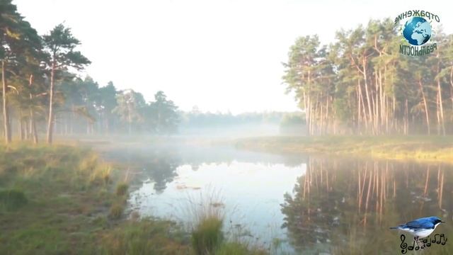 Пение птиц для сна. Красивое пение птиц и звуки птиц для быстрого успокоения и лёгкого засыпания.