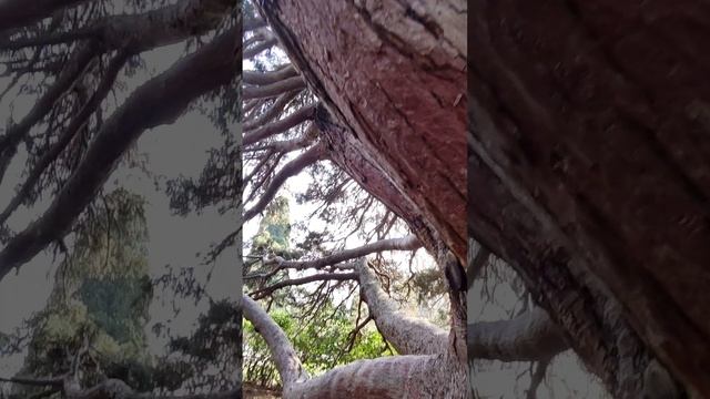 Алупка 💖💖💖 Восхитительное дерево 🌲