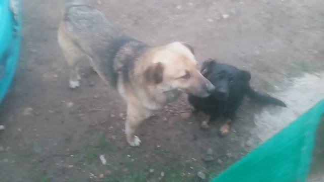 VID_20250311_065113