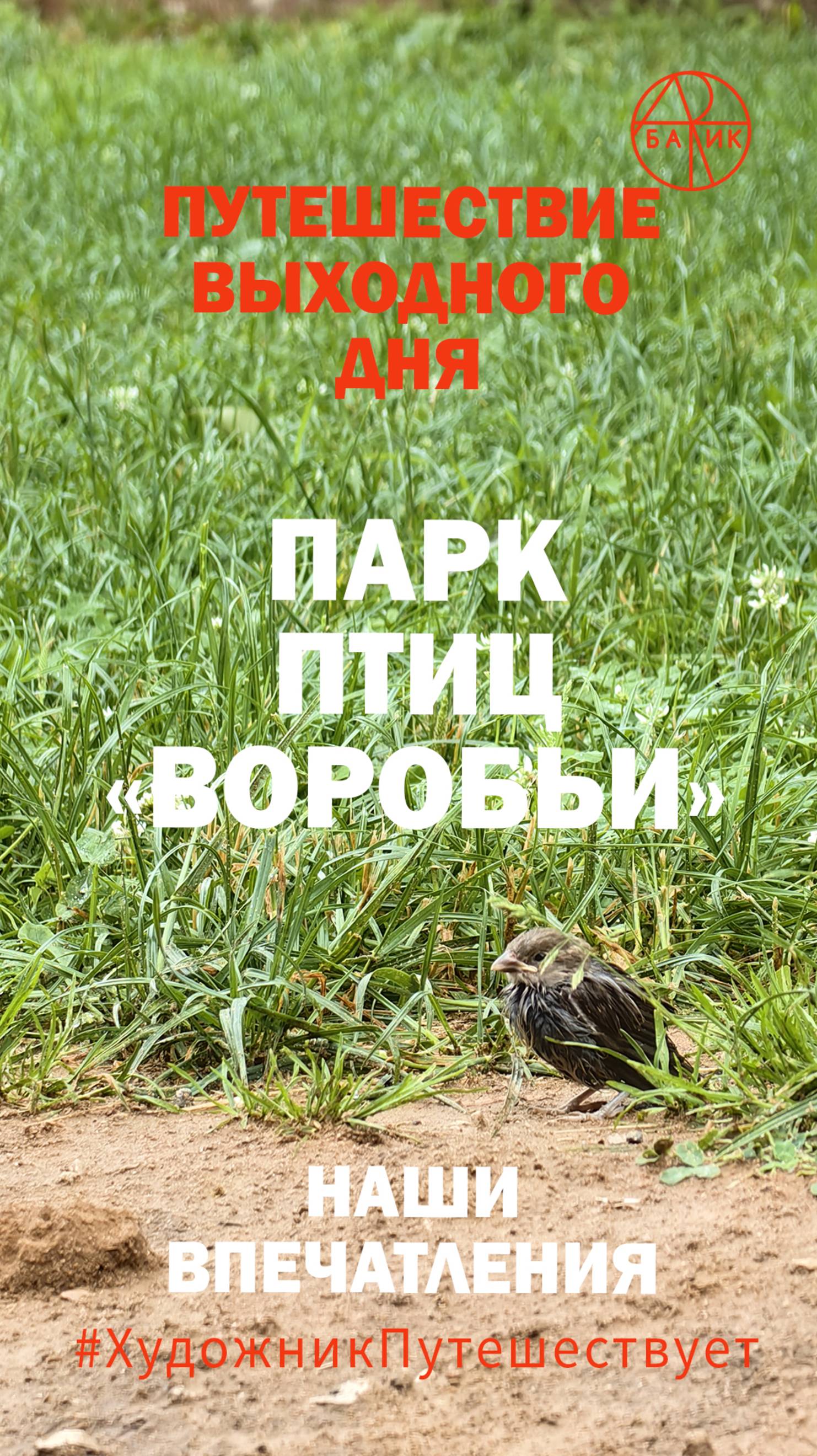 Видео и фото фрагменты путешествия в парке птиц «Воробьи», Калужская область