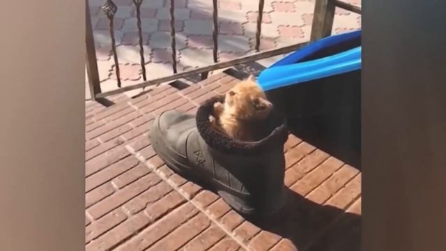 Приколы С Животными 43