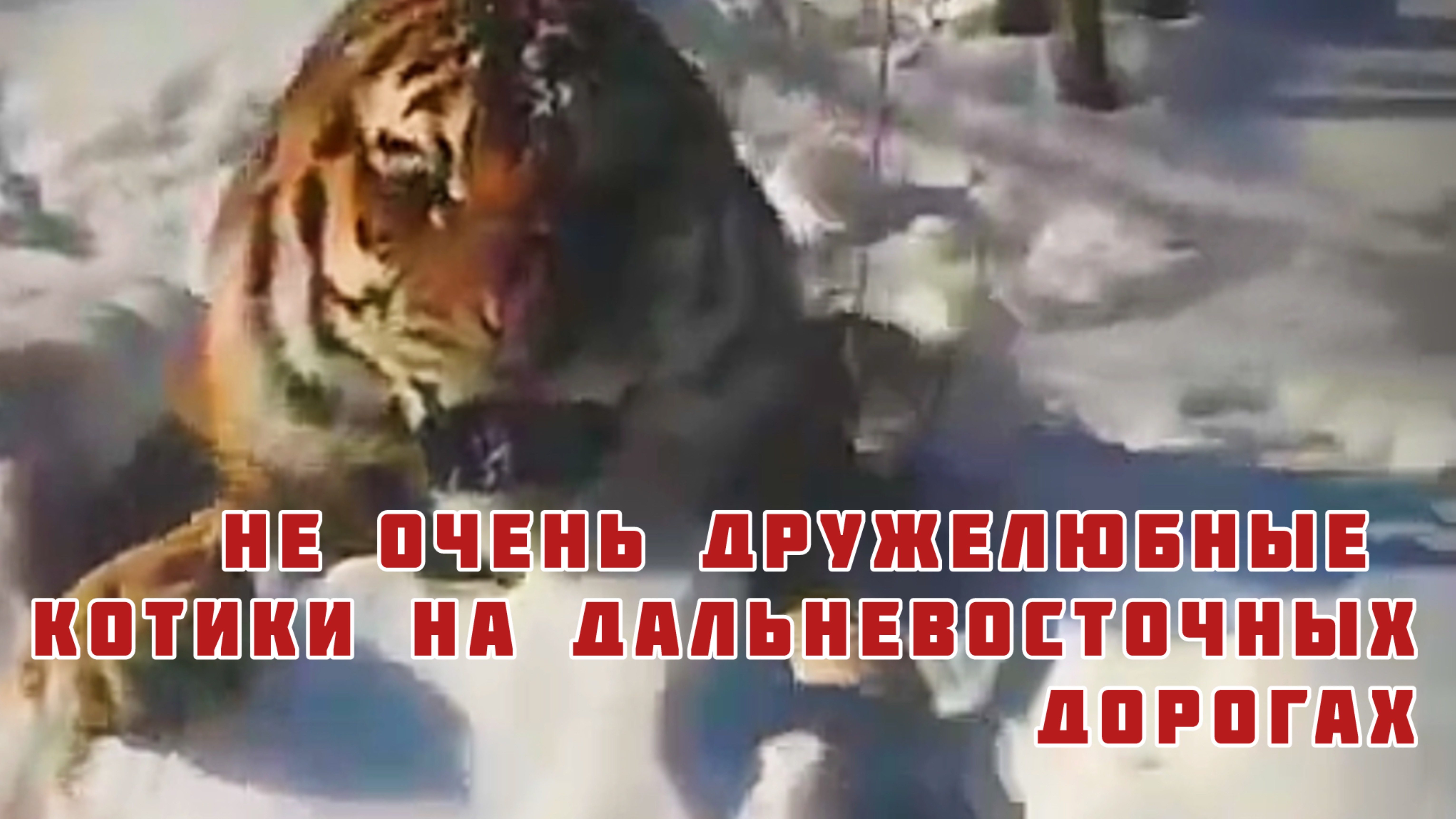 Не очень дружелюбные котики на дальневосточных дорогах