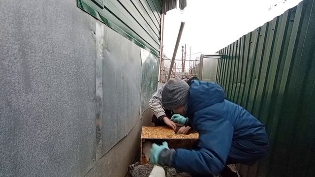 Кролики в вольере. Заселение