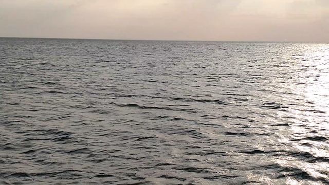 Ищем дельфинов в Чёрном море в Большом Утрише на белоснежном катамаране
