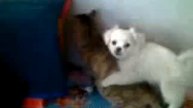you never see such funny dog & cat~before~fuck with smart.flv